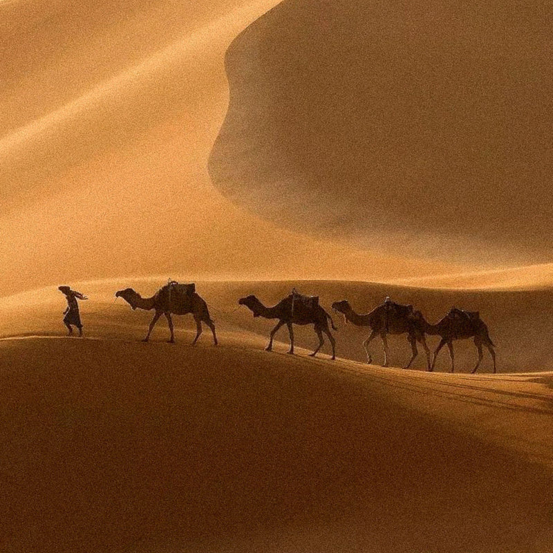 Chameaux parcourant des dunes de sable