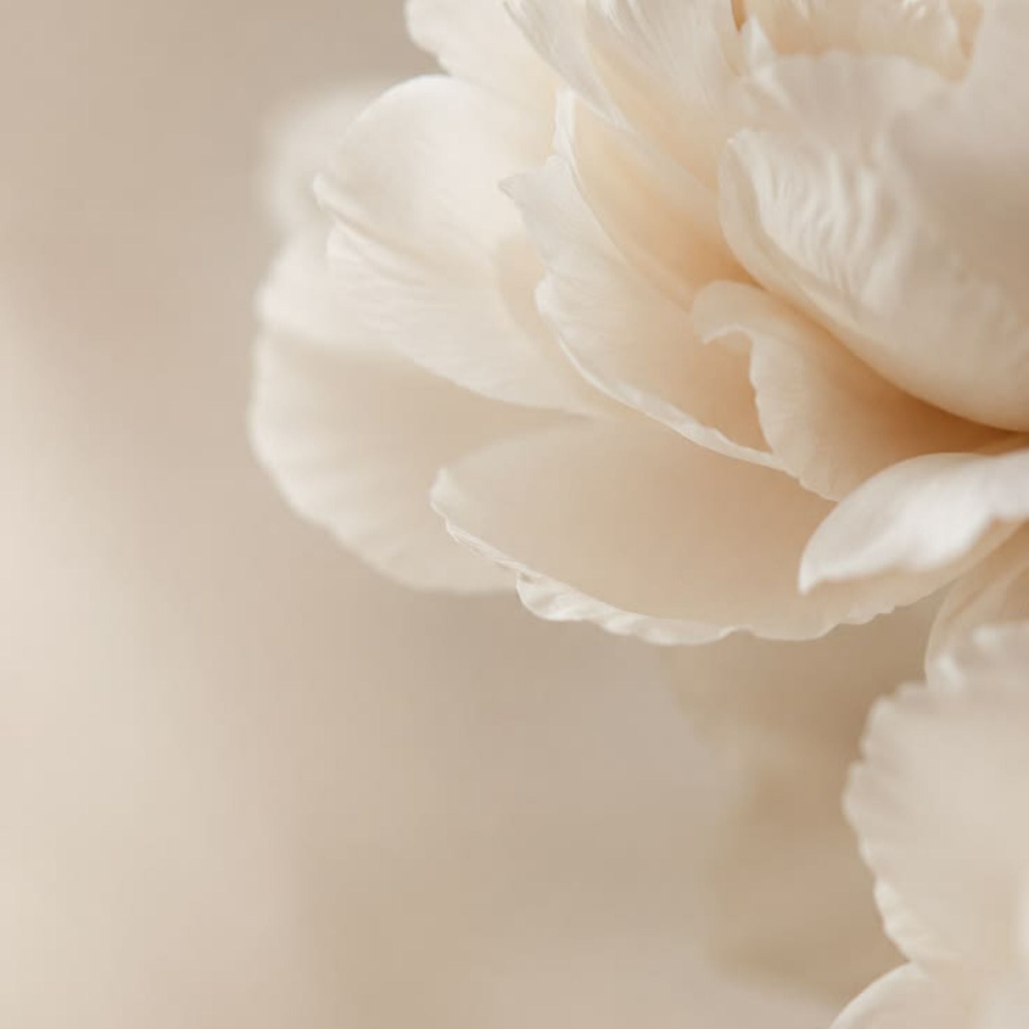 Fleurs beige sur fond blanc