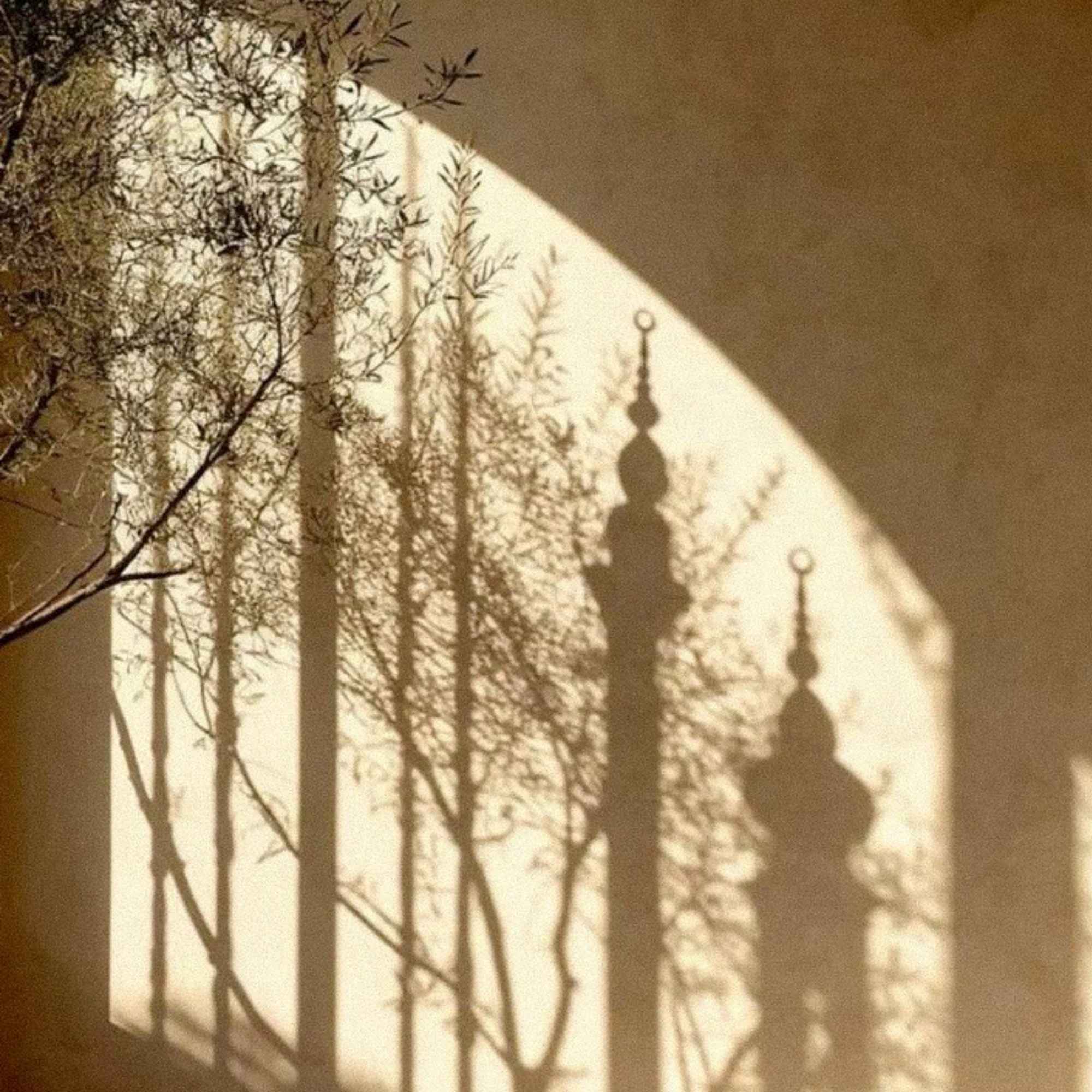 Ombre d'une mosquée et branches d'olivier